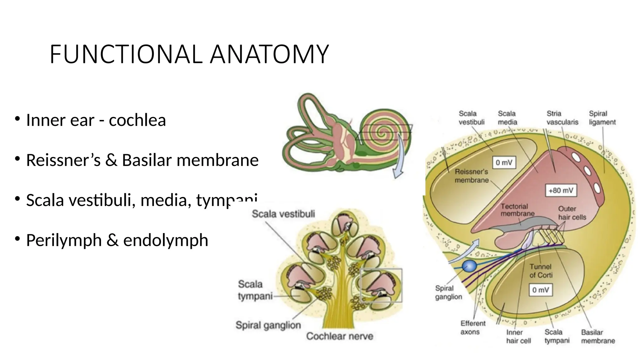 ENDOCOCHLEAR POTENTIAL AND ELECTROPHYSIOLOGY OF HEARING | PPTX