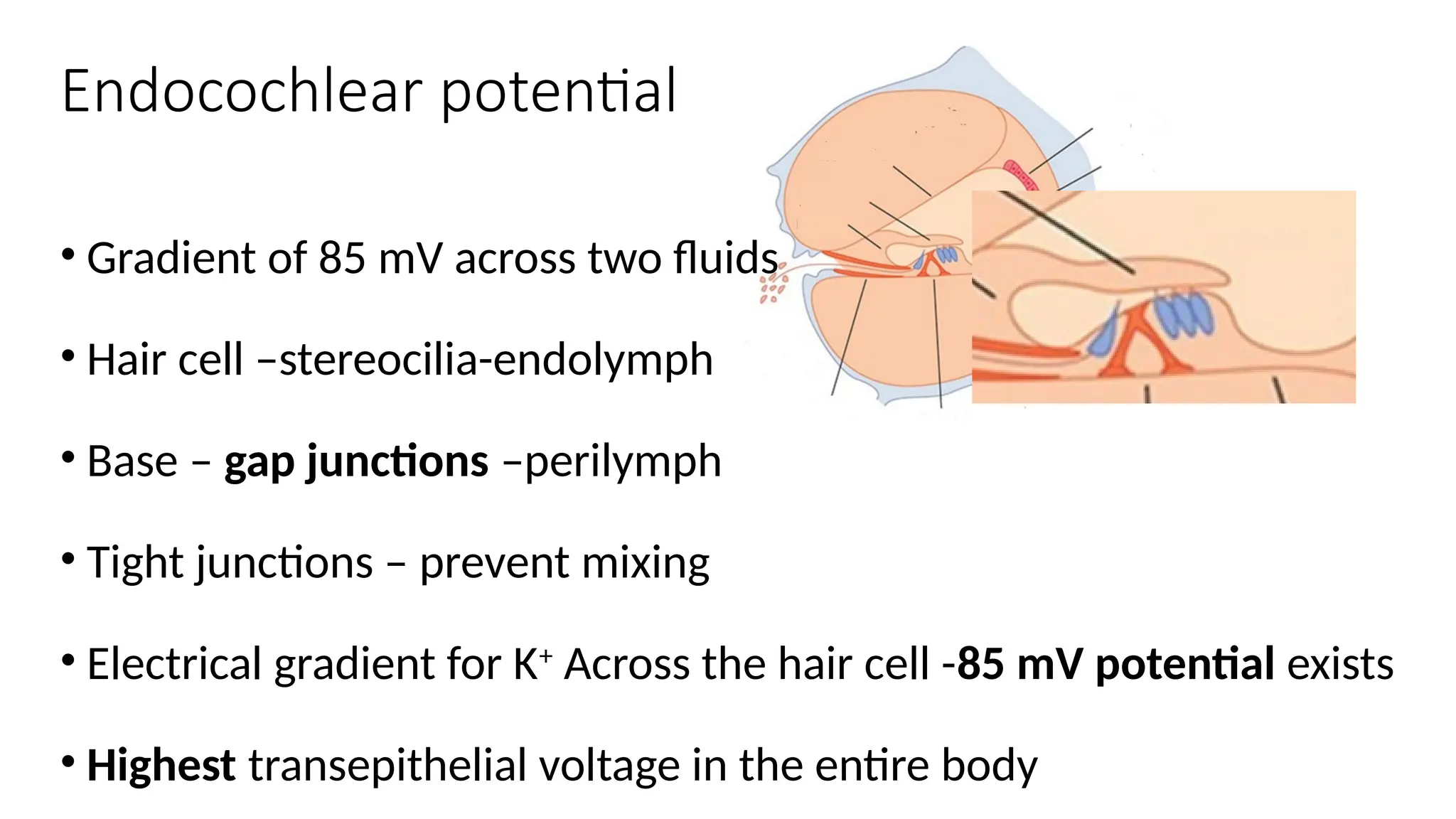 ENDOCOCHLEAR POTENTIAL AND ELECTROPHYSIOLOGY OF HEARING | PPTX