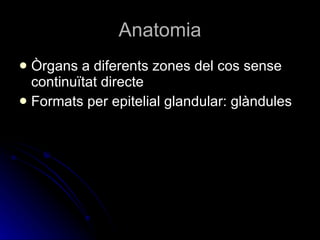 Anatomia Òrgans a diferents zones del cos sense continuïtat directe Formats per epitelial glandular: glàndules 