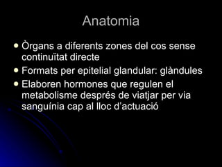 Anatomia Òrgans a diferents zones del cos sense continuïtat directe Formats per epitelial glandular: glàndules Elaboren hormones que regulen el metabolisme després de viatjar per via sanguínia cap al lloc d’actuació 