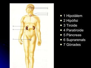 1 Hipotàlem 2 Hipòfisi 3 Tiroide 4 Paratiroide 5 Pàncreas 6 Suprarenals 7 Gònades 