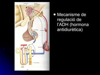 Mecanisme de regulació de l’ADH (hormona antidiurètica) 