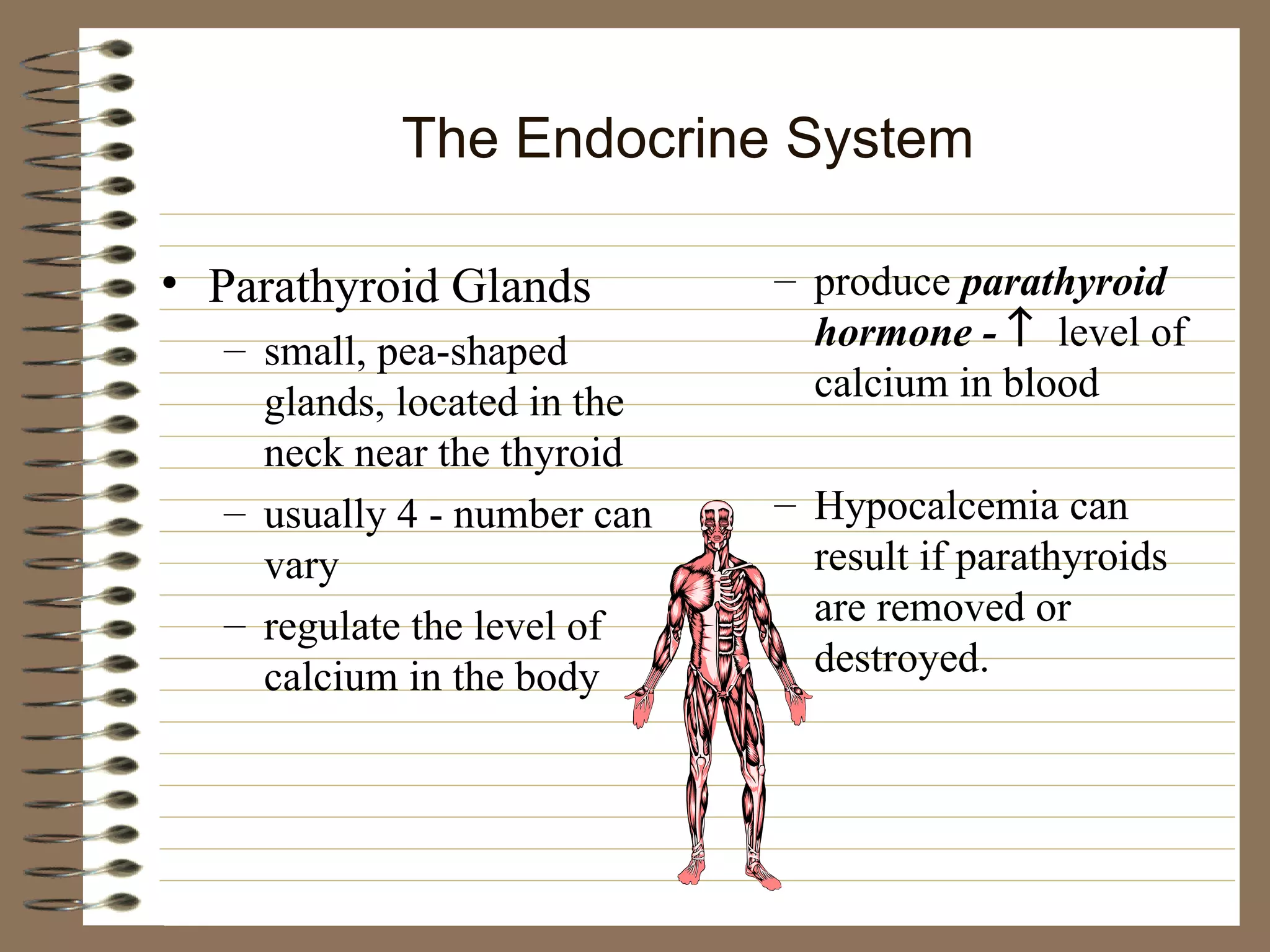 The Endocrine System Parathyroid Glands small, pea-shaped glands, located in the neck near the thyroid usually 4 - number can vary regulate the level of calcium in the body produce  parathyroid hormone -     level of calcium in blood  Hypocalcemia can result if parathyroids are removed or destroyed. 