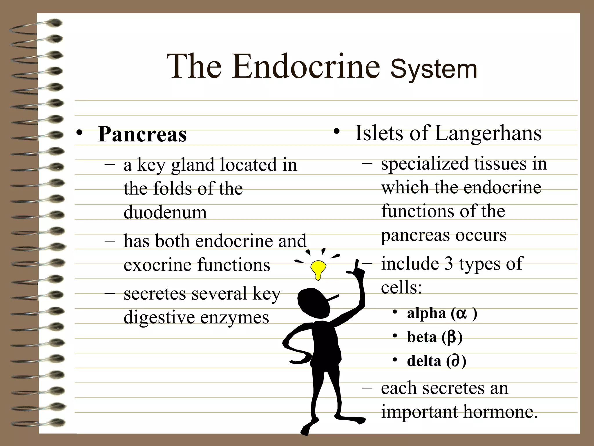 The Endocrine  System Pancreas a key gland located in the folds of the duodenum has both endocrine and exocrine functions secretes several key digestive enzymes Islets of Langerhans specialized tissues in which the endocrine functions of the pancreas occurs include 3 types of cells: alpha (   ) beta (  ) delta (  ) each secretes an important hormone. 