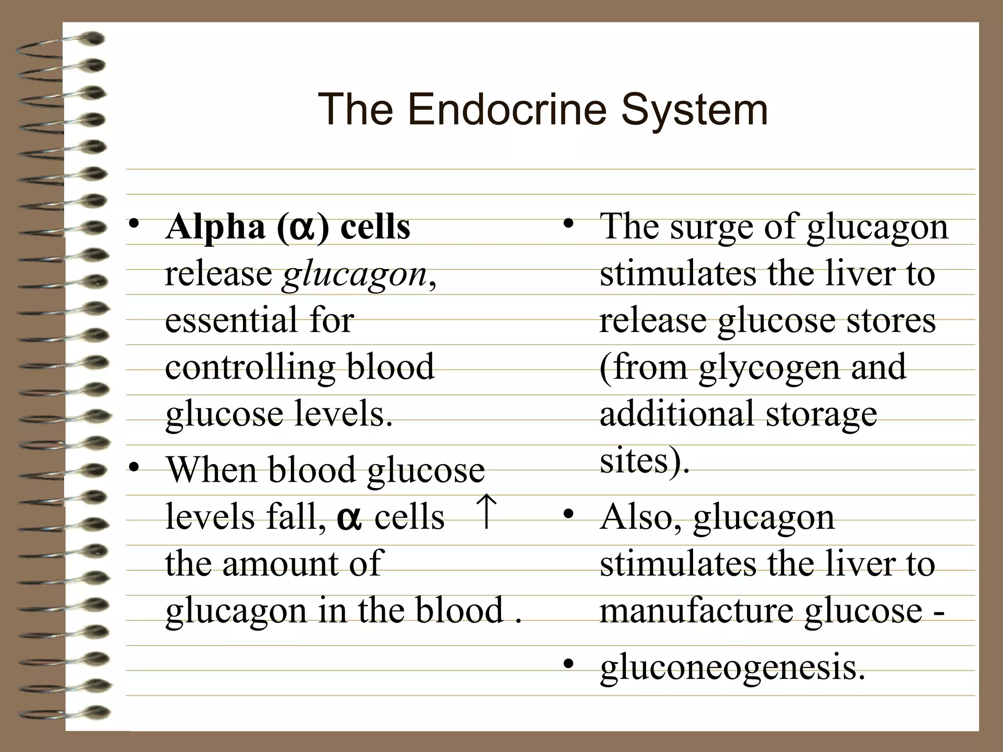 The Endocrine System Alpha (  ) cells  release  glucagon , essential for controlling blood glucose levels. When blood glucose levels fall,     cells    the amount of glucagon in the blood . The surge of glucagon stimulates the liver to release glucose stores (from glycogen and additional storage sites). Also, glucagon stimulates the liver to manufacture glucose - gluconeogenesis. 