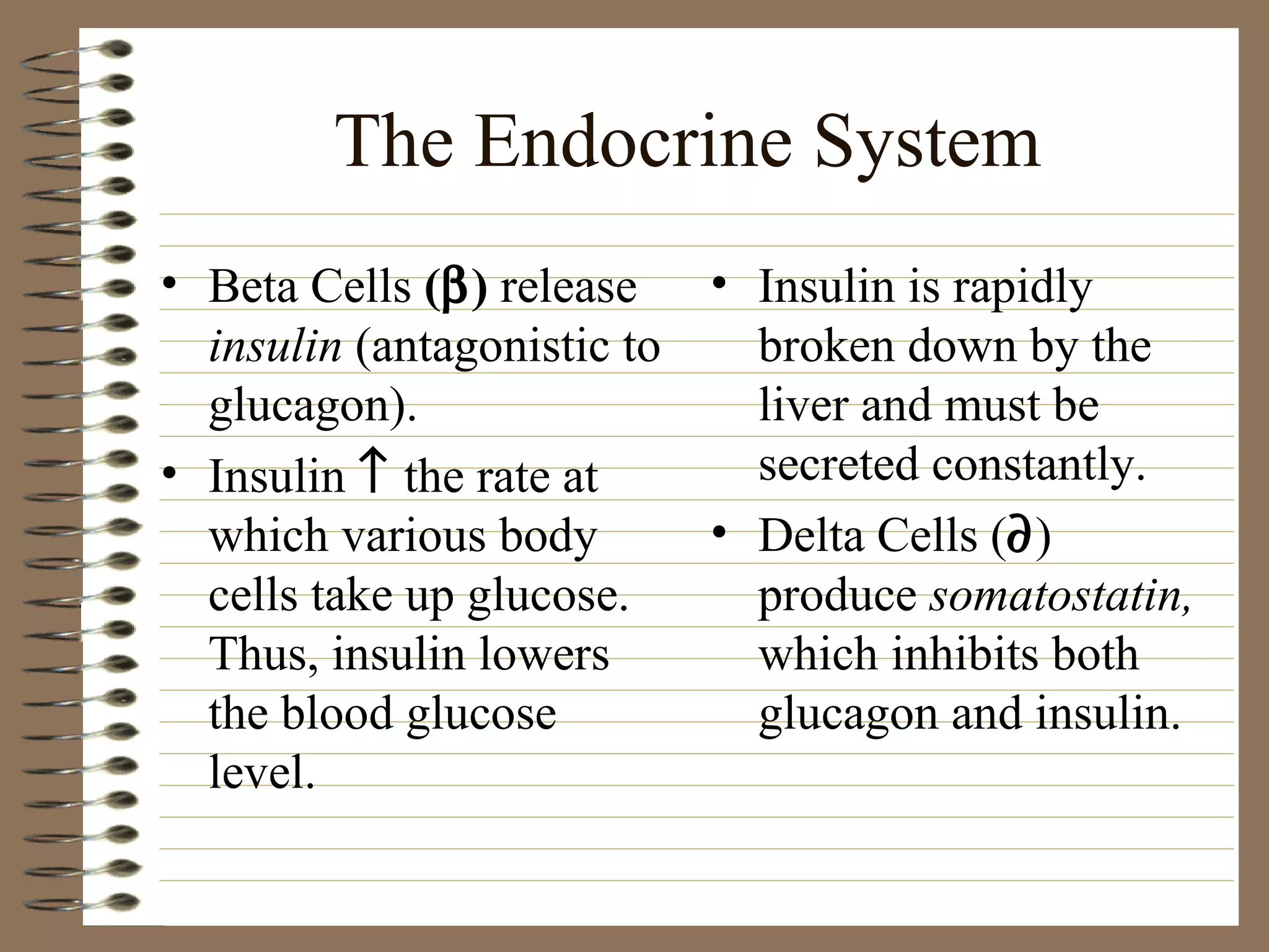 The Endocrine System Beta Cells  (  )  release  insulin  (antagonistic to glucagon).  Insulin    the rate at which various body cells take up glucose.  Thus, insulin lowers the blood glucose level.  Insulin is rapidly broken down by the liver and must be secreted constantly. Delta Cells (  ) produce  somatostatin,  which inhibits both glucagon and insulin.  