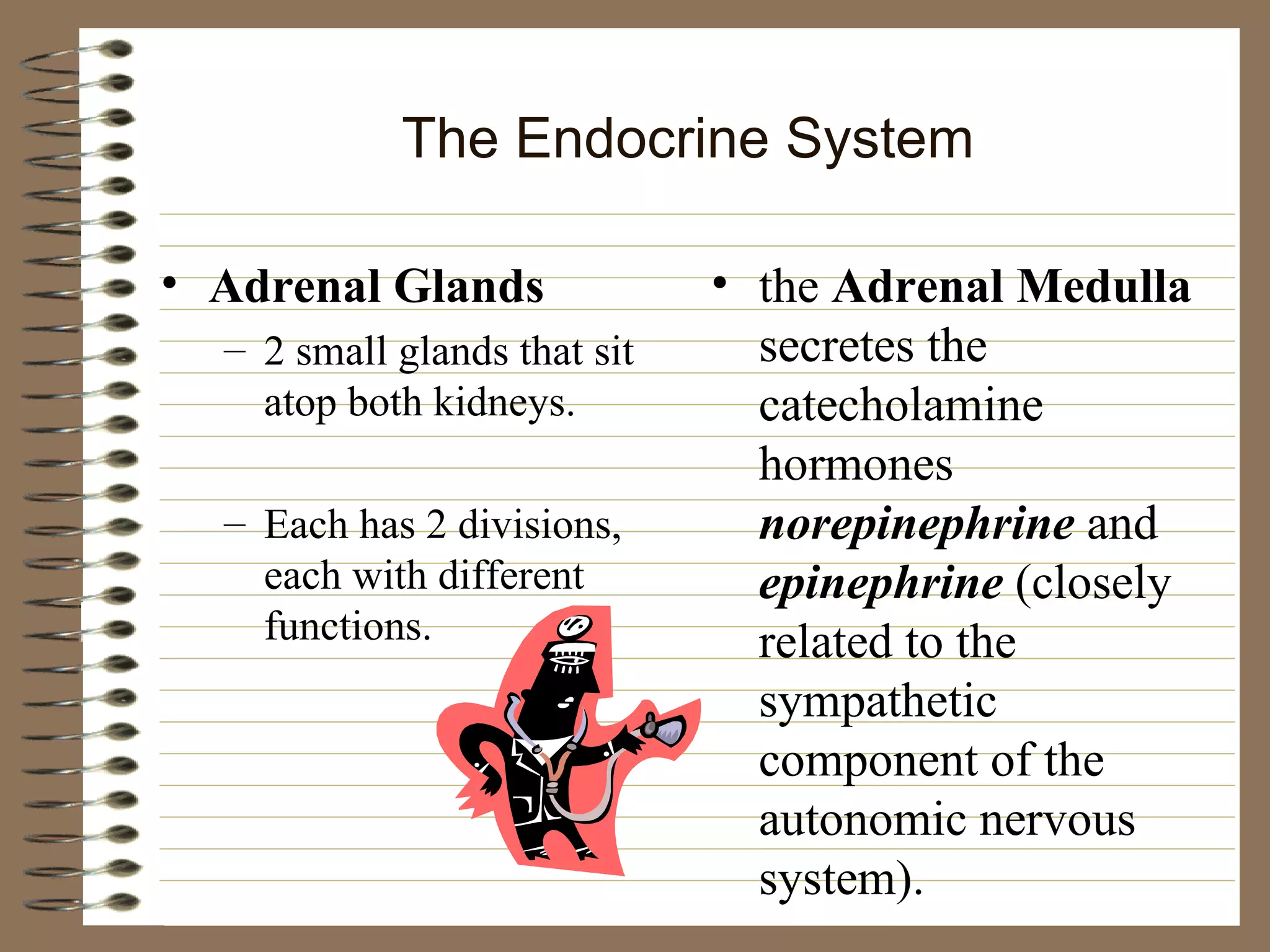 The Endocrine System Adrenal Glands 2 small glands that sit atop both kidneys.  Each has 2 divisions, each with different functions. the  Adrenal Medulla  secretes the  catecholamine hormones  norepinephrine  and  epinephrine  (closely related to the sympathetic component of the autonomic nervous system). 