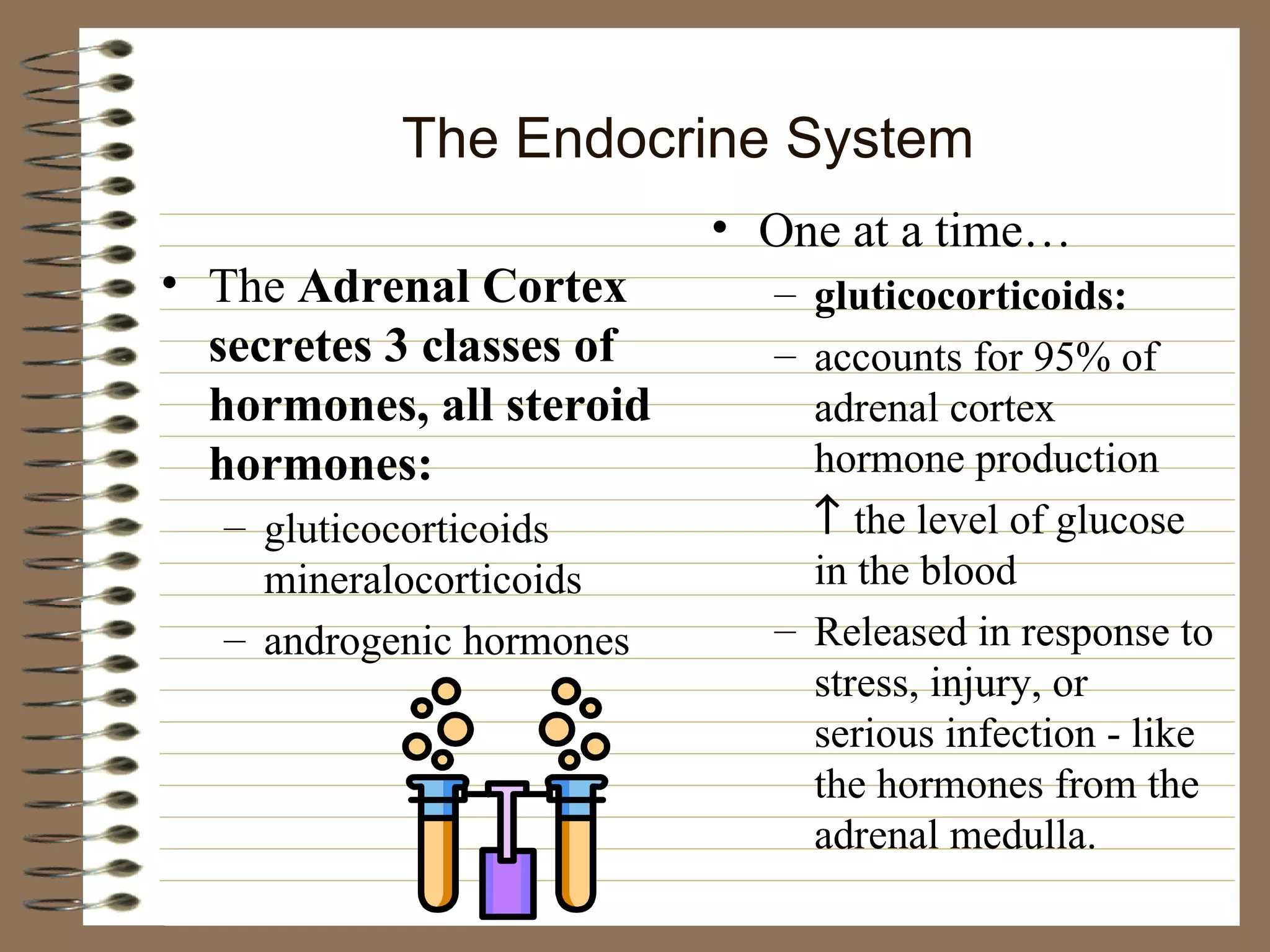 The Endocrine System The  Adrenal Cortex secretes 3 classes of hormones, all steroid hormones: gluticocorticoids mineralocorticoids androgenic hormones One at a time… gluticocorticoids: accounts for 95% of adrenal cortex hormone production    the level of glucose in the blood Released in response to stress, injury, or serious infection - like the hormones from the adrenal medulla. 