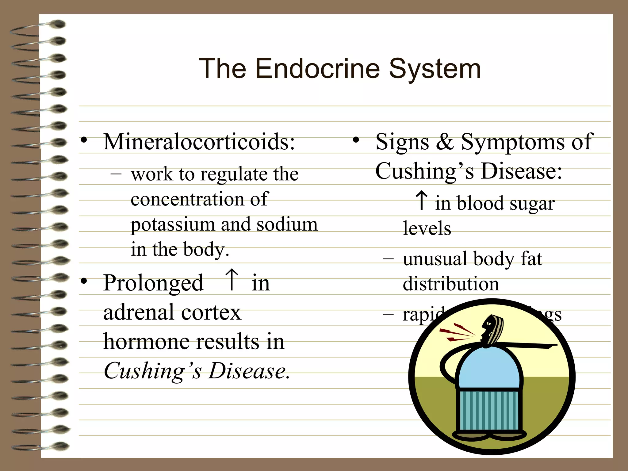 The Endocrine System Mineralocorticoids: work to regulate the concentration of potassium and sodium in the body. Prolonged     in adrenal cortex hormone results in  Cushing’s Disease. Signs & Symptoms of Cushing’s Disease:     in blood sugar levels unusual body fat distribution rapid mood swings 