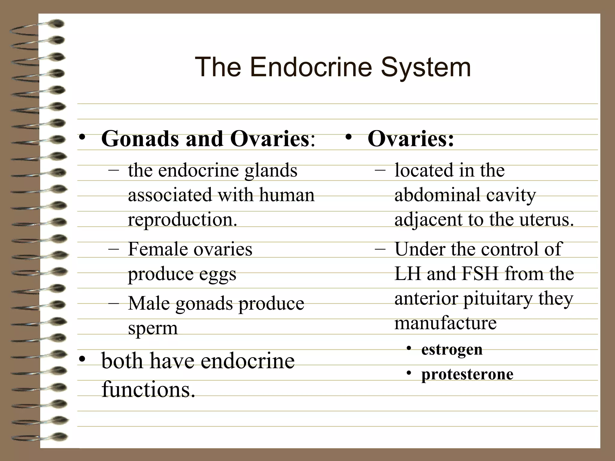 The Endocrine System Gonads and Ovaries : the endocrine glands associated with human reproduction. Female ovaries produce eggs Male gonads produce sperm  both have endocrine functions. Ovaries: located in the abdominal cavity adjacent to the uterus. Under the control of LH and FSH from the anterior pituitary they manufacture estrogen protesterone 