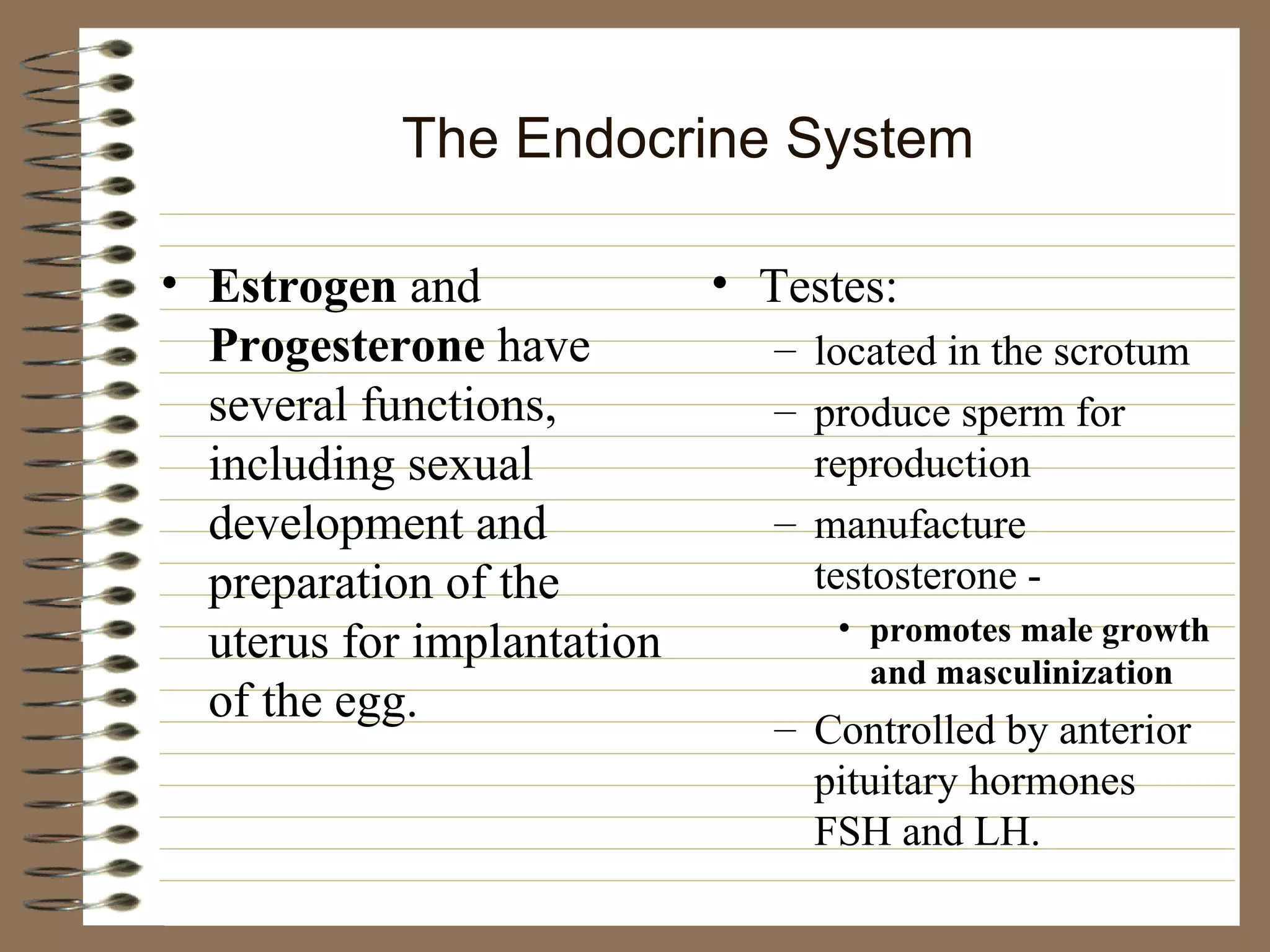 The Endocrine System Estrogen  and  Progesterone  have several functions, including sexual development and preparation of the uterus for implantation of the egg. Testes: located in the scrotum produce sperm for reproduction manufacture testosterone - promotes male growth and masculinization Controlled by anterior pituitary hormones FSH and LH. 