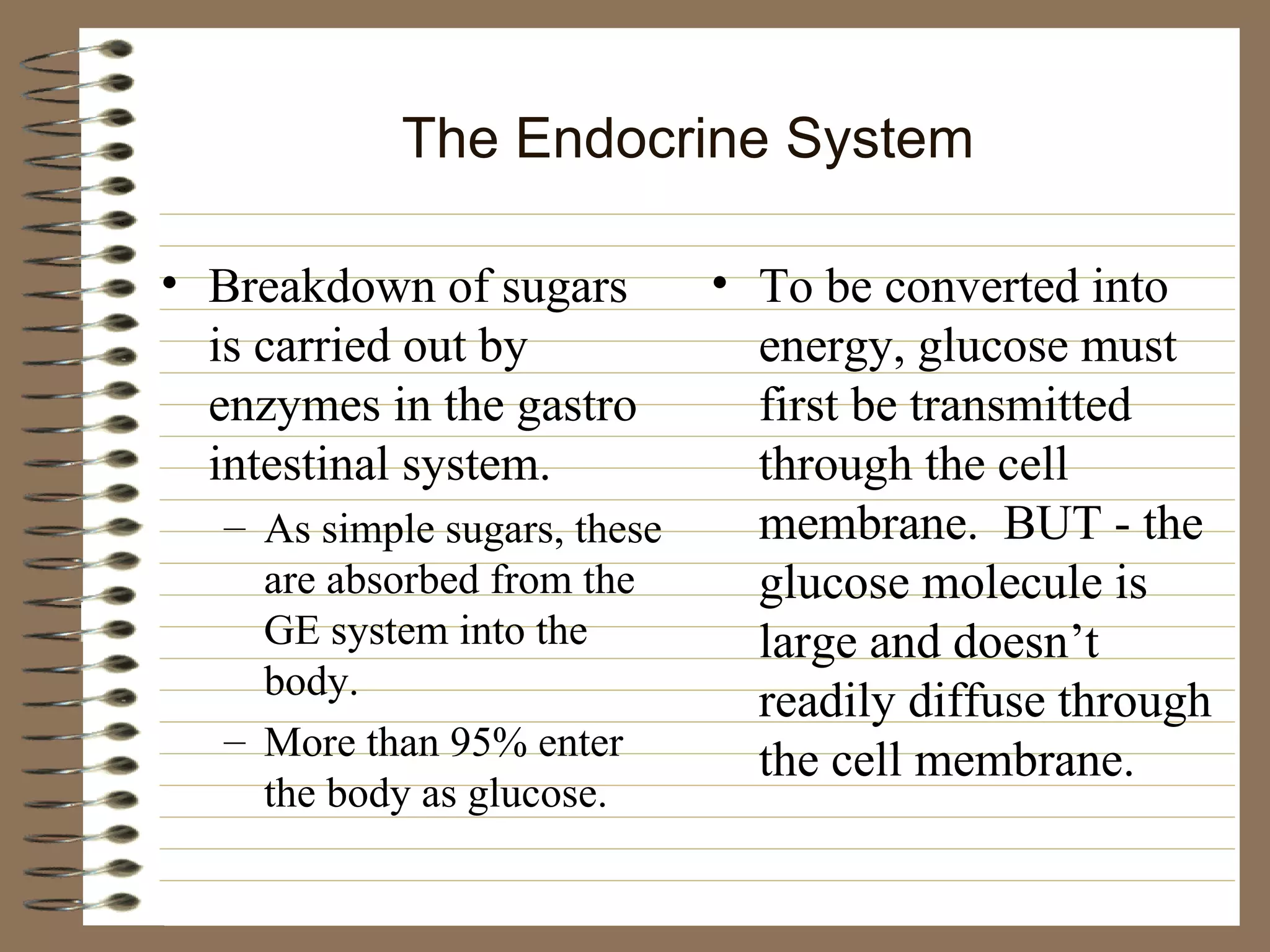 The Endocrine System Breakdown of sugars is carried out by enzymes in the gastro intestinal system. As simple sugars, these are absorbed from the GE system into the body. More than 95% enter the body as glucose. To be converted into energy, glucose must first be transmitted through the cell membrane.  BUT - the glucose molecule is large and doesn’t readily diffuse through the cell membrane. 