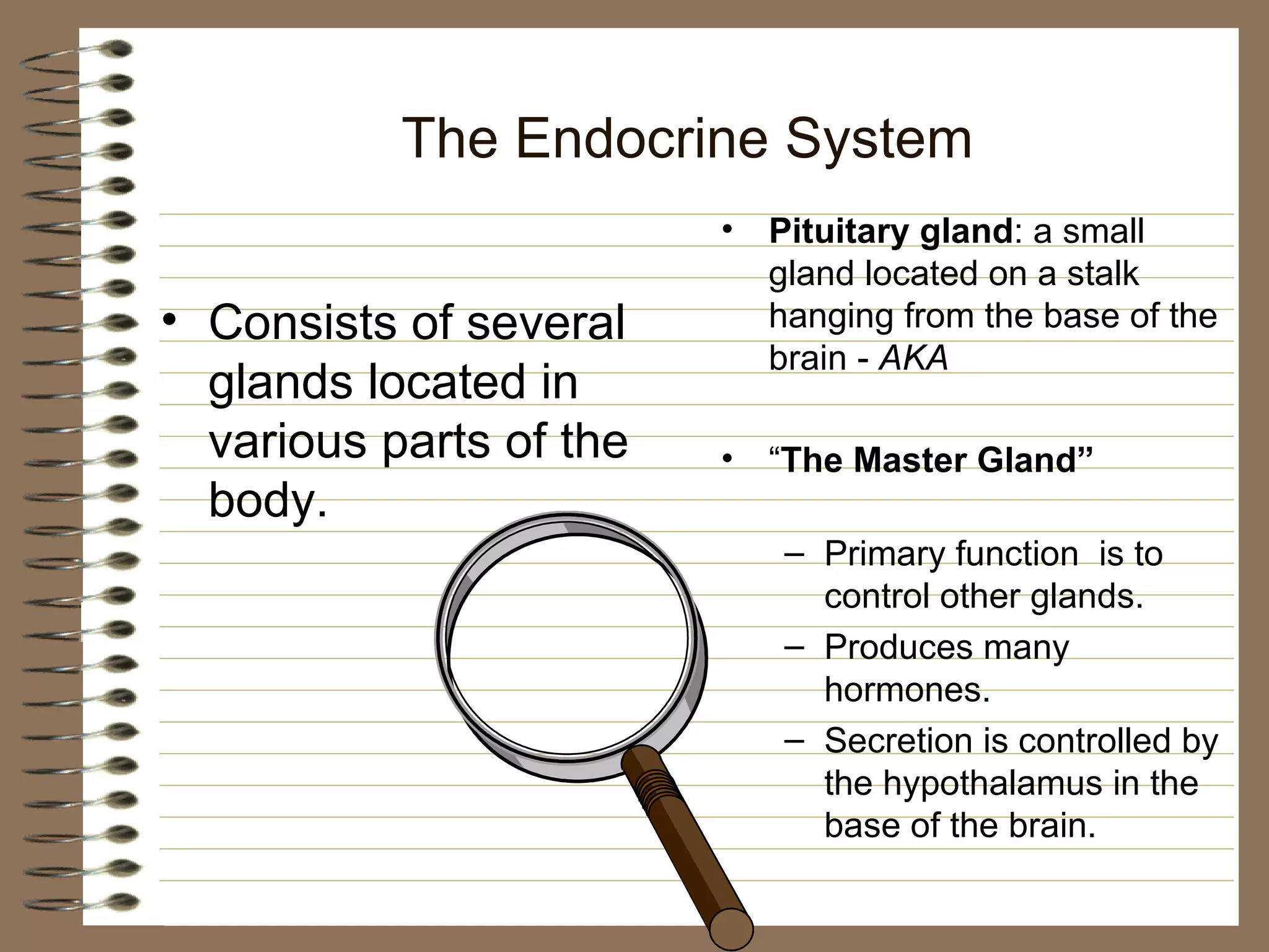The Endocrine System Consists of several glands located in various parts of the body. Pituitary gland : a small gland located on a stalk hanging from the base of the brain -  AKA “ The Master Gland”  Primary function  is to control other glands. Produces many hormones. Secretion is controlled by the hypothalamus in the base of the brain. 