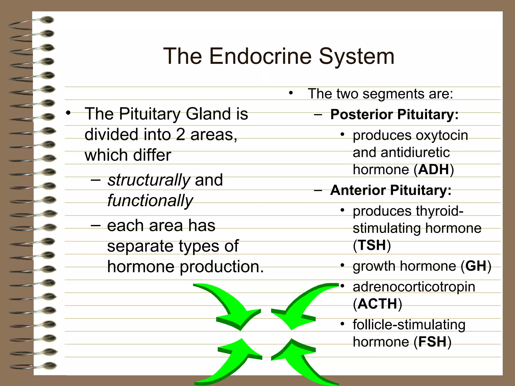 The Endocrine System The Pituitary Gland is divided into 2 areas, which differ structurally  and  functionally  each area has separate types of hormone production. The two segments are: Posterior Pituitary: produces oxytocin and antidiuretic hormone ( ADH ) Anterior Pituitary: produces thyroid-stimulating hormone ( TSH ) growth hormone ( GH ) adrenocorticotropin ( ACTH ) follicle-stimulating hormone ( FSH ) 