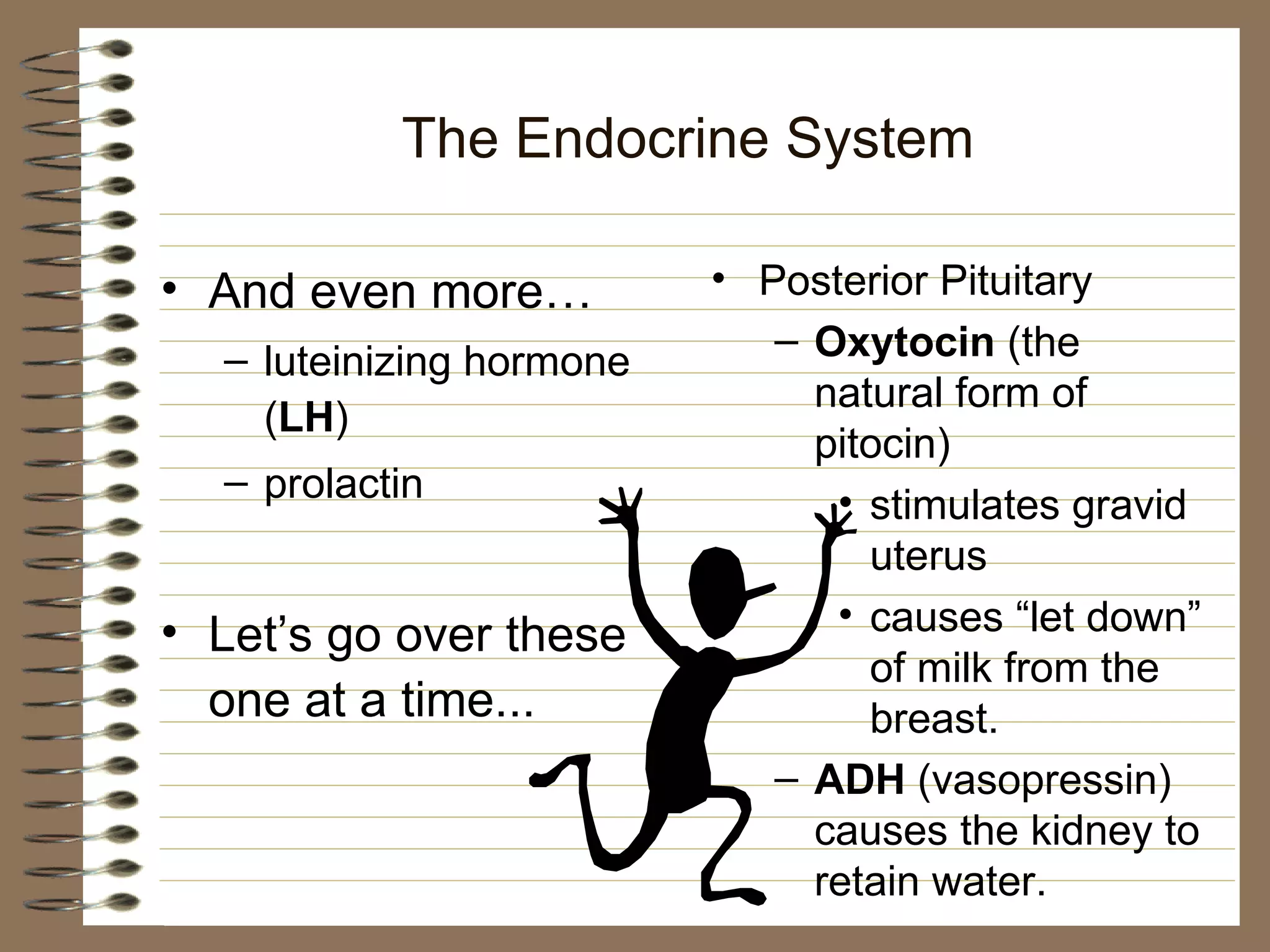 The Endocrine System And even more… luteinizing hormone ( LH ) prolactin Let’s go over these one at a time... Posterior Pituitary Oxytocin  (the natural form of pitocin) stimulates gravid uterus causes “let down” of milk from the breast. ADH  (vasopressin) causes the kidney to retain water. 
