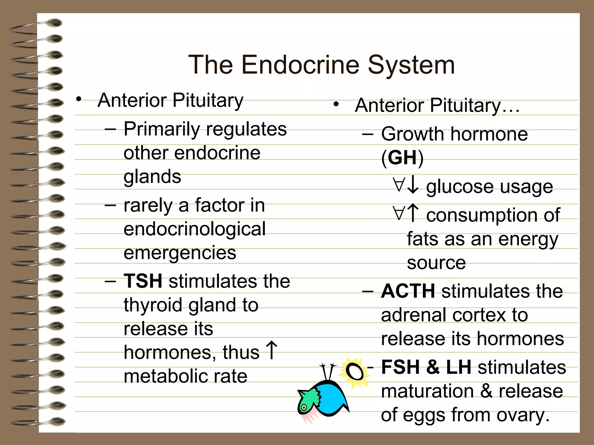 The Endocrine System Anterior Pituitary Primarily regulates other endocrine glands rarely a factor in endocrinological emergencies TSH  stimulates the thyroid gland to release its hormones, thus    metabolic rate Anterior Pituitary… Growth hormone ( GH )    glucose usage    consumption of fats as an energy source ACTH  stimulates the adrenal cortex to release its hormones FSH & LH  stimulates maturation & release of eggs from ovary. 