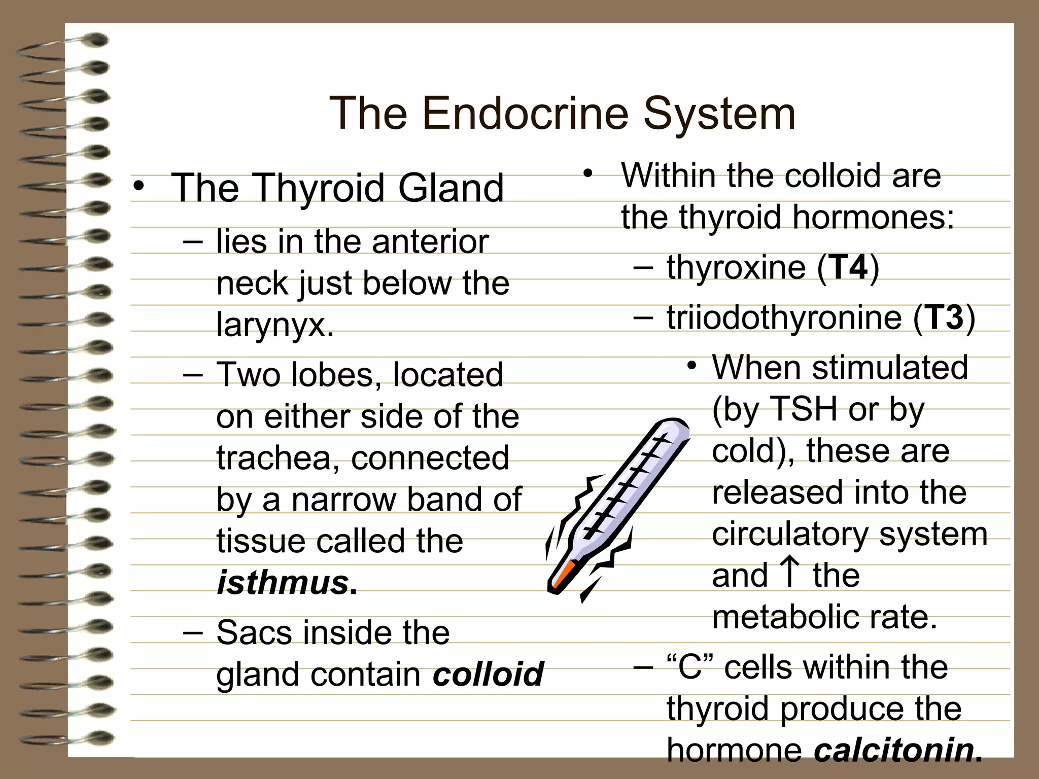 The Endocrine System The Thyroid Gland lies in the anterior neck just below the larynyx. Two lobes, located on either side of the trachea, connected by a narrow band of tissue called the  isthmus . Sacs inside the gland contain  colloid Within the colloid are the thyroid hormones: thyroxine ( T4 ) triiodothyronine ( T3 ) When stimulated (by TSH or by cold), these are released into the circulatory system and    the metabolic rate. “ C” cells within the thyroid produce the hormone  calcitonin . 