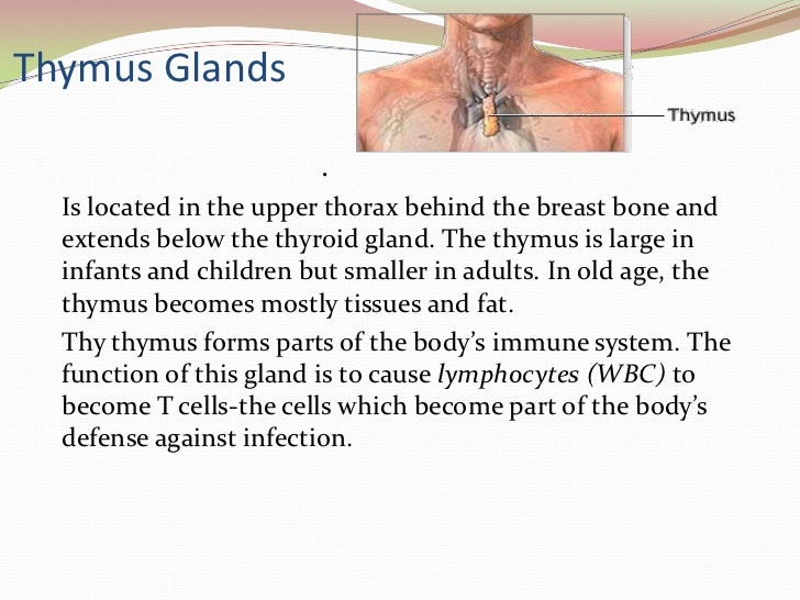 Thymus Gland Function