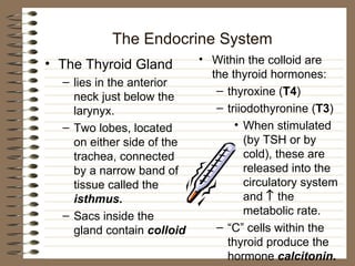 Endocrine | PPT