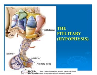 THE
                 PITUITARY
                 (HYPOPHYSIS)




T iP F liCetd yr les n f D -lP F rao.
h D - es rae b tavro o P F i D Cetr
  s              i    i     Fe
P ae s p r ae vro t rmoe h mesg .
 l s ue uc sd es n o e v ti s e
 e        h     i         s   a
 