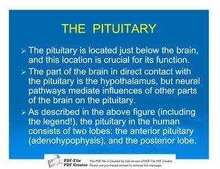 THE PITUITARY
1 The  pituitary is located just below the brain,
  and this location is crucial for its function.
1 The part of the brain in direct contact with
  the pituitary is the hypothalamus, but neural
  pathways mediate influences of other parts
  of the brain on the pituitary.
1 As described in the above figure (including
  the legend!), the pituitary in the human
  consists of two lobes: the anterior pituitary
  (adenohypophysis), and the posterior lobe.

                  T iP F liCetd yr les n f D -lP F rao.
                  h D - es rae b tavro o P F i D Cetr
                    s              i    i     Fe
                  P ae s p r ae vro t rmoe h mesg .
                   l s ue uc sd es n o e v ti s e
                   e        h     i         s   a
 