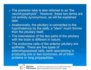 1 The posterior lobe is also referred to as “the
  neurohypophysis”. However, these two terms are
  not entirely synonymous, as will be explained
  later.
1 Anatomically, the pituitary is connected to the
  hypothalamus by the stalk, a “stem” much thinner
  than the pituitary itself.
1 The interrelation of the two parts of the pituitary
  with the brain is different in nature.
1 The endocrine cells of the anterior pituitary are
  epithelial. There are five types of
  adenohypopyseal cells, each specializing in
  producing one or two hormones, all of them
  proteins or long polypeptides.

                    T iP F liCetd yr les n f D -lP F rao.
                    h D - es rae b tavro o P F i D Cetr
                      s              i    i     Fe
                    P ae s p r ae vro t rmoe h mesg .
                     l s ue uc sd es n o e v ti s e
                     e        h     i         s   a
 