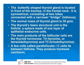 • The butterfly shaped thyroid gland is located
  in front of the trachea, in the frontal neck. It is
  symmetrical, consisting of two lobes
  connected with a narrower “bridge” (Isthmus).
• The normal mass of thyroid gland is 30 gms.
• The thyroid’s basic structural unit is the
  follicle: a sphere made of one layer of
  epithelial endocrine cells.
• The main products of the follicular cells are
  the thyroid hormones: T4 (tyroxine, or
  tetraiodothyronine) and T3 (triiodothyronine).
• A few cells called parafollicular / C cells lie
  between follicles. They produce hormone
  calcitonin.


                    T iP F liCetd yr les n f D -lP F rao.
                    h D - es rae b tavro o P F i D Cetr
                      s              i    i     Fe
                    P ae s p r ae vro t rmoe h mesg .
                     l s ue uc sd es n o e v ti s e
                     e        h     i         s   a
 