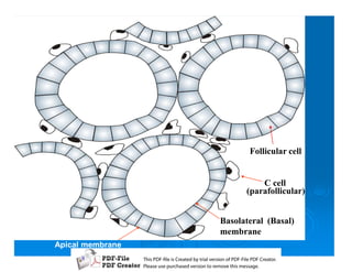 Follicular cell


                                                 C cell
                                             (parafollicular)


                                      Basolateral (Basal)
                                      membrane
Apical membrane
                  T iP F liCetd yr les n f D -lP F rao.
                  h D - es rae b tavro o P F i D Cetr
                    s              i    i     Fe
                  P ae s p r ae vro t rmoe h mesg .
                   l s ue uc sd es n o e v ti s e
                   e        h     i         s   a
 