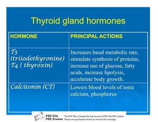 Thyroid gland hormones
HORMONE                 PRINCIPAL ACTIONS


B/8                 Increases basal metabolic rate,
0E18 stimulate synthesis of proteins,
B2808.18     increase use of glucose, fatty
                    acids, increase lipolysis,
                    accelerate body growth.
5 805B18    Lowers blood levels of ionic
                    calcium, phosphorus


                     T iP F liCetd yr les n f D -lP F rao.
                     h D - es rae b tavro o P F i D Cetr
                       s              i    i     Fe
                     P ae s p r ae vro t rmoe h mesg .
                      l s ue uc sd es n o e v ti s e
                      e        h     i         s   a
 