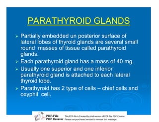 PARATHYROID GLANDS
1 Partially embedded un posterior surface of
  lateral lobes of thyroid glands are several small
  round masses of tissue called parathyroid
  glands.
1 Each parathyroid gland has a mass of 40 mg.
1 Usually one superior and one inferior
  parathyroid gland is attached to each lateral
  thyroid lobe.
1 Parathyroid has 2 type of cells – chief cells and
  oxyphil cell.


                    T iP F liCetd yr les n f D -lP F rao.
                    h D - es rae b tavro o P F i D Cetr
                      s              i    i     Fe
                    P ae s p r ae vro t rmoe h mesg .
                     l s ue uc sd es n o e v ti s e
                     e        h     i         s   a
 