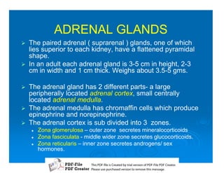ADRENAL GLANDS
1   The paired adrenal ( suprarenal ) glands, one of which
    lies superior to each kidney, have a flattened pyramidal
    shape.
1   In an adult each adrenal gland is 3-5 cm in height, 2-3
    cm in width and 1 cm thick. Weighs about 3.5-5 gms.

1   The adrenal gland has 2 different parts- a large
    peripherally located adrenal cortex, small centrally
    located adrenal medulla.
1   The adrenal medulla has chromaffin cells which produce
    epinephrine and norepinephrine.
1   The adrenal cortex is sub divided into 3 zones.
    2   Zona glomerulosa – outer zone secretes mineralocorticoids
    2   Zona fasciculata - middle wider zone secretes glucocorticoids.
    2   Zona reticularis – inner zone secretes androgens/ sex
        hormones.

                             T iP F liCetd yr les n f D -lP F rao.
                             h D - es rae b tavro o P F i D Cetr
                               s              i    i     Fe
                             P ae s p r ae vro t rmoe h mesg .
                              l s ue uc sd es n o e v ti s e
                              e        h     i         s   a
 