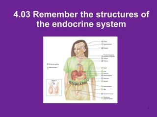 4.03 Remember the structures of
the endocrine system
1
 