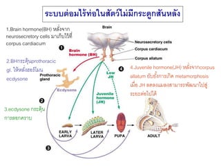 ระบบต่อมไร้ท่อในสัตว์ไม่มีกระดูกสันหลัง 
1.Brain hormone(BH) หลงั่จาก 
neurosecretory cells มาเก็บไว้ที่ 
corpus cardiacum 
2.BHกระตุ้นprothoracic 
gl. ให้หลงั่ฮอร์โมน 
ecdysone 
3.ecdysone กระตุ้น 
การลอกคราบ 
4.Juvenile hormone(JH) หลงั่จากcorpus 
allatum ยับยัง้การเกิด metamorphosis 
เมื่อ JH ลดลงแมลงสามารถพัฒนาไปสู่ 
ระยะต่อไปได้ 
 