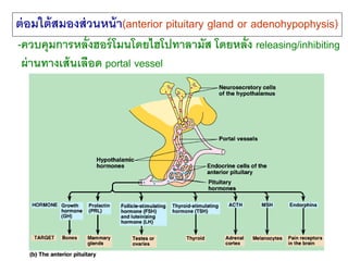 ต่อมใต้สมองส่วนหน้า(anterior pituitary gland or adenohypophysis) 
-ควบคุมการหลั่งฮอร์โมนโดยไฮโปทาลามัส โดยหลั่ง releasing/inhibiting 
ผ่านทางเส้นเลือด portal vessel 
 