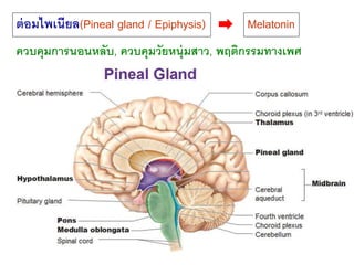 ต่อมไพเนียล(Pineal gland / Epiphysis) 
Melatonin 
ควบคุมการนอนหลับ, ควบคุมวัยหนุ่มสาว, พฤติกรรมทางเพศ 
 