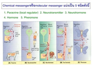 Chemical messengerหรือmolecular messenger แบ่งเป็น 5 ชนิดดังนี้ 
1. Paracrine (local regulator) 2. Neurotransmitter 3. Neurohormone 
4. Hormone 5. Pheromone 
 