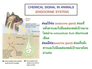 CHEMICAL SIGNAL IN ANIMALS 
(ENDOCRINE SYSTEM) 
ต่อมไร้ท่อ (endocrine gland) ต่อมที่ 
หลั่งสารและไปมีผลต่อเซลล์เป้าหมาย 
โดยผ่าน extracellular fluid เช่นกระแส 
เลือด 
ต่อมมีท่อ(exocrine gland) ต่อมท่หีลั่ง 
สารและไปมีผลต่อเซลล์เป้ าหมายโดย 
ผ่านท่อ 
 