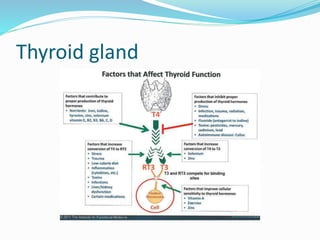Thyroid gland
 