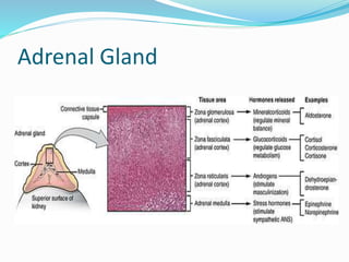 Adrenal Gland
 