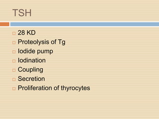 TSH
 28 KD
 Proteolysis of Tg
 Iodide pump
 Iodination
 Coupling
 Secretion
 Proliferation of thyrocytes
 