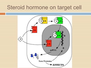Steroid hormone on target cell
 
