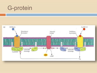 G-protein
 