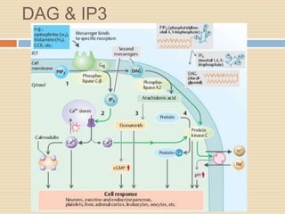 DAG & IP3
 