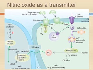 Nitric oxide as a transmitter
 