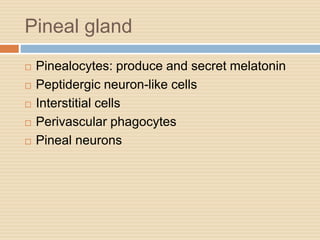Pineal gland
 Pinealocytes: produce and secret melatonin
 Peptidergic neuron-like cells
 Interstitial cells
 Perivascular phagocytes
 Pineal neurons
 