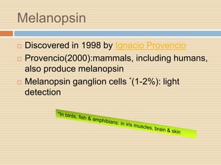 Melanopsin
 Discovered in 1998 by Ignacio Provencio
 Provencio(2000):mammals, including humans,
also produce melanopsin
 Melanopsin ganglion cells *(1-2%): light
detection
 