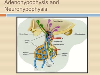 Adenohypophysis and
Neurohypophysis
 