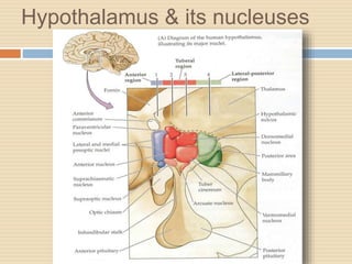Hypothalamus & its nucleuses
 
