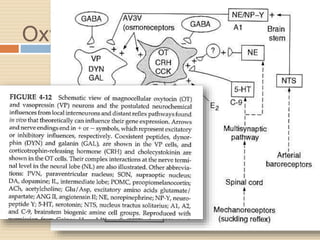 Oxytocin & vasopressin
 