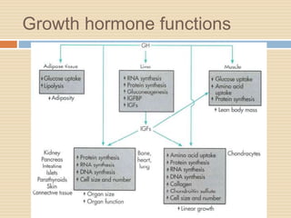 Growth hormone functions
 
